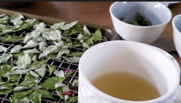herbal tea